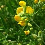 Lathyrus pratensis Flower