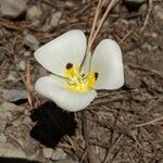 Calochortus leichtlinii Flower