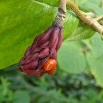 Magnolia sieboldii Fruit