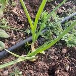 Allium cepa Hoja