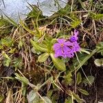 Primula algida Flor