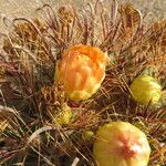 Ferocactus wislizeni Flor