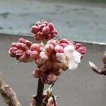 Viburnum × bodnantense Blomma