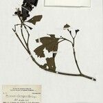 Miconia dichrophylla