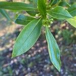 Myoporum tenuifolium ᱥᱟᱠᱟᱢ