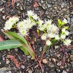 Corymbia gummifera പുഷ്പം