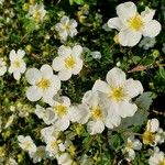 Rosa spinosissima Altres