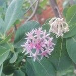 Dais cotinifolia Flower