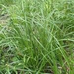 Carex riparia Plante entière