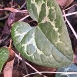 Hexastylis arifolia Lehti