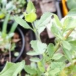 Salvia chamelaeagnea Folha