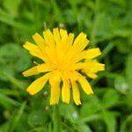 Scorzoneroides autumnalis Flower