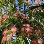 Albizia julibrissin Blüte