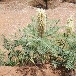 Sophora alopecuroides عادت