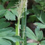 Carex sylvatica Fiore