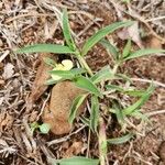 Commelina africana Levél