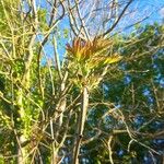 Fraxinus excelsior 葉