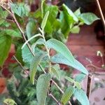 Corymbia citriodora Blad