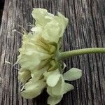 Scabiosa ochroleuca 花