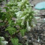 Stachys maritima Blomma