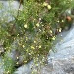 Galium rubrum Fruto