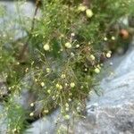 Galium rubrum Fruit