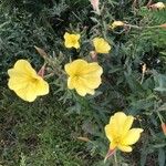 Oenothera glaziovianaFlower