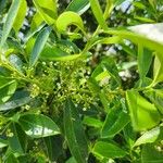 Ilex cassine Floare