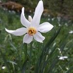 Narcissus poeticus Flower