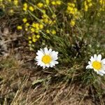 Leucanthemum graminifolium Цвят