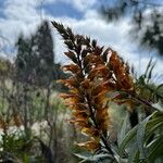 Digitalis canariensisBlüte