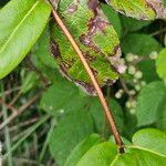 Lonicera acuminata Bark