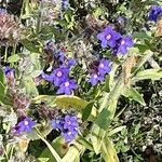 Anchusa officinalis Hábito