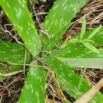 Aloe amudatensis 葉