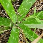 Aloe amudatensis Levél