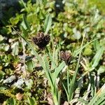 Carex parviflora Цвят