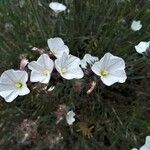 Convolvulus lanuginosus Blüte
