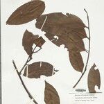 Froesiodendron amazonicum