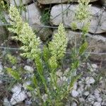 Trisetum paniceum 形態