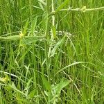 Sisymbrium officinale Leaf