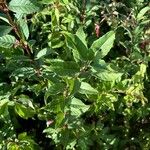 Fuchsia triphylla Leaf