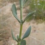 Nitraria retusa Leaf