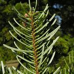Abies cilicica ഇല