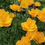 Trollius chinensis फूल