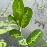 Alysicarpus ovalifolius Leaf