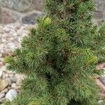 Picea laxa Folha