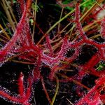 Drosera binata Buveinė