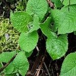 Salvia glutinosa Blatt