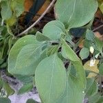 Salpichroa origanifolia Листок