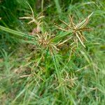 Cyperus rotundusFlower